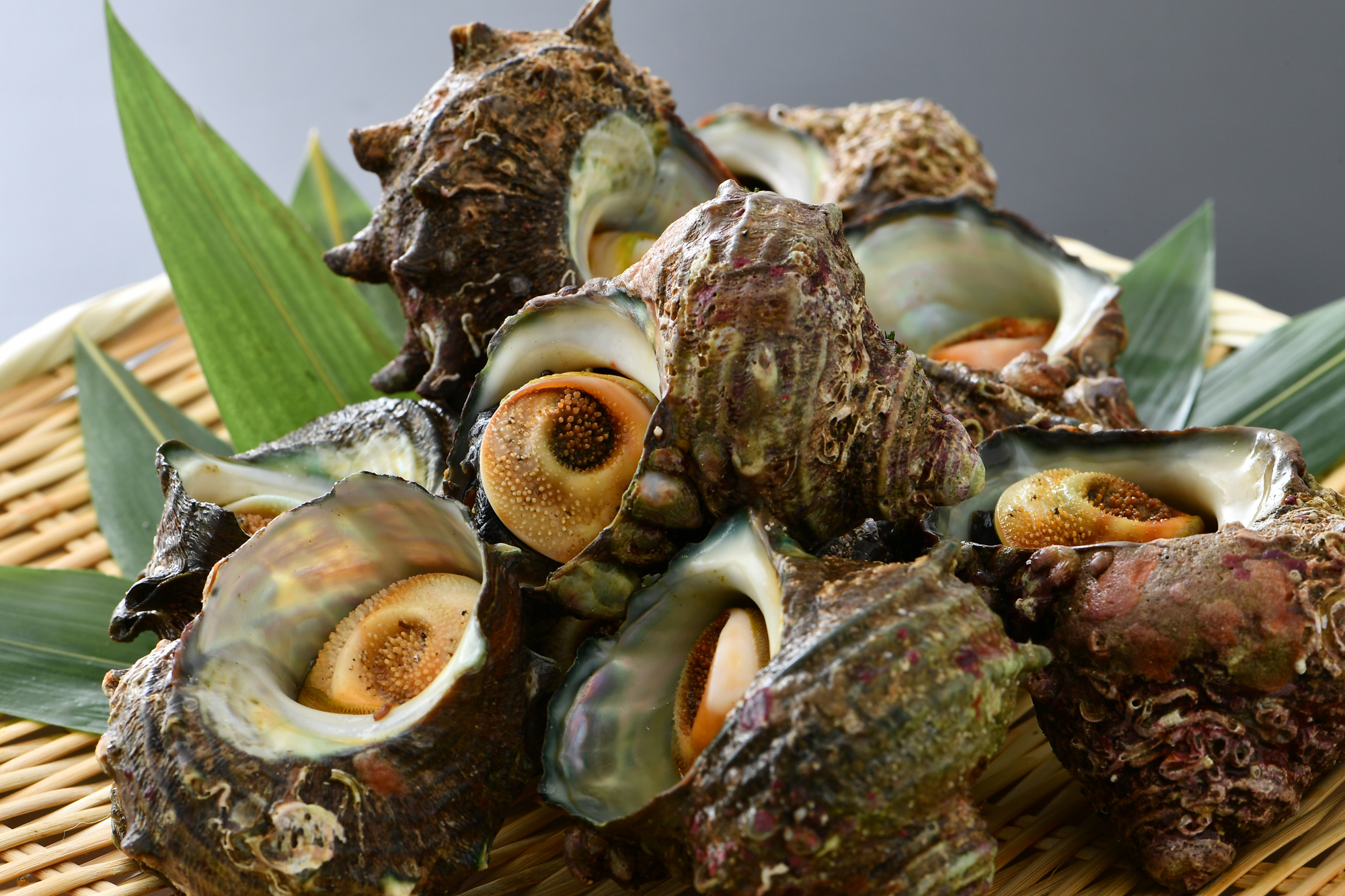 【送料無料】 活サザエ 2kg 18～28個 山陰日本海のきれいな海で育った 天然さざえ 活きたまま発送 但馬海産市場 活さざえ 2kg（18個?28個） 山陰日本海 但馬産 産地